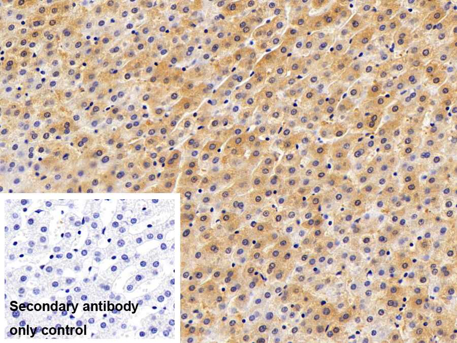 Polyclonal Antibody to Hemopexin (HPX)