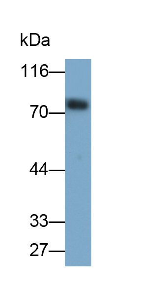 Polyclonal Antibody to Hemopexin (HPX)