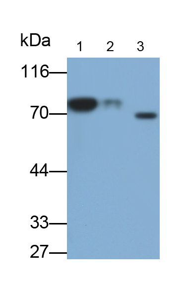 Polyclonal Antibody to Hemopexin (HPX)
