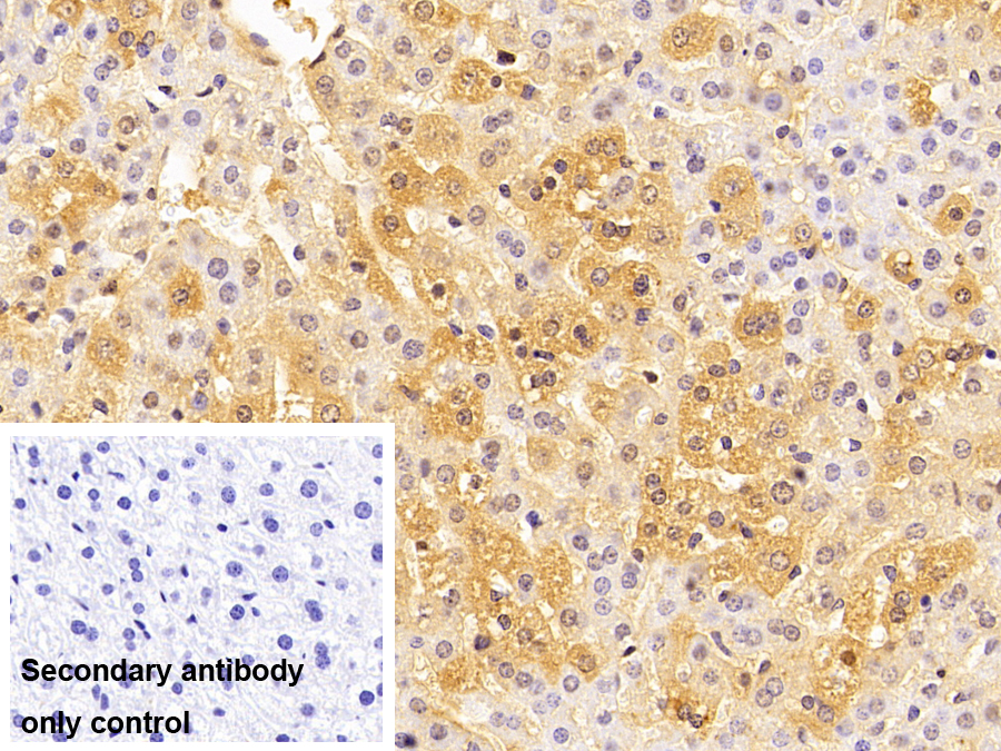 Polyclonal Antibody to Hemopexin (HPX)