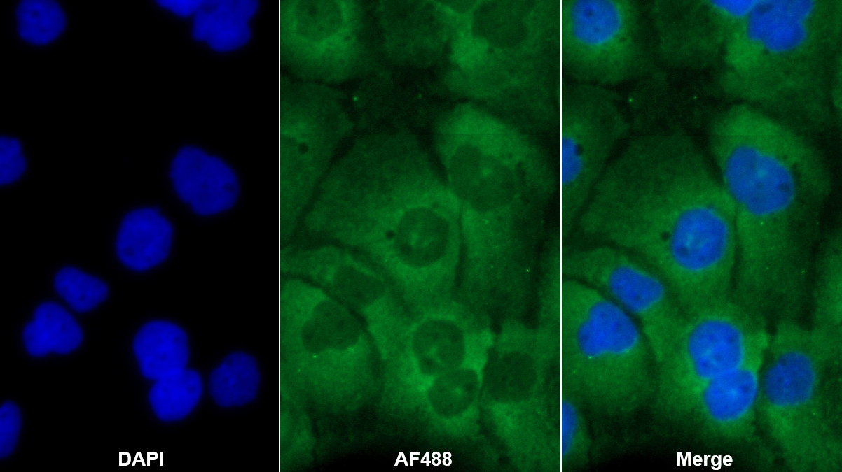 Polyclonal Antibody to Toll Like Receptor 3 (TLR3)