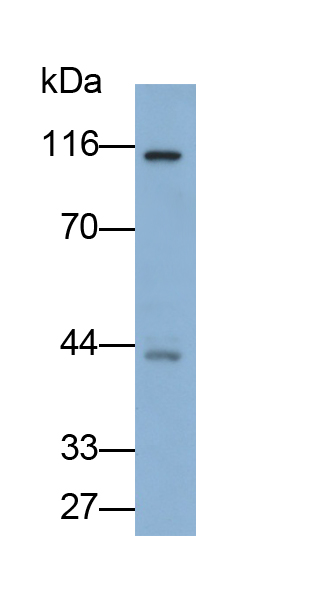 Polyclonal Antibody to Toll Like Receptor 5 (TLR5)