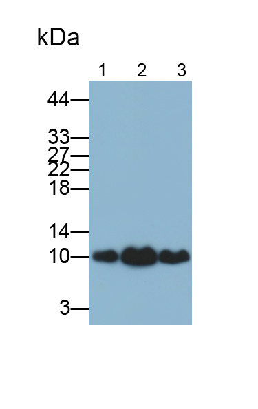 Polyclonal Antibody to S100 Calcium Binding Protein A4 (S100A4)