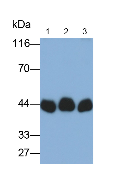 Polyclonal Antibody to Creatine Kinase B (CK-BB)
