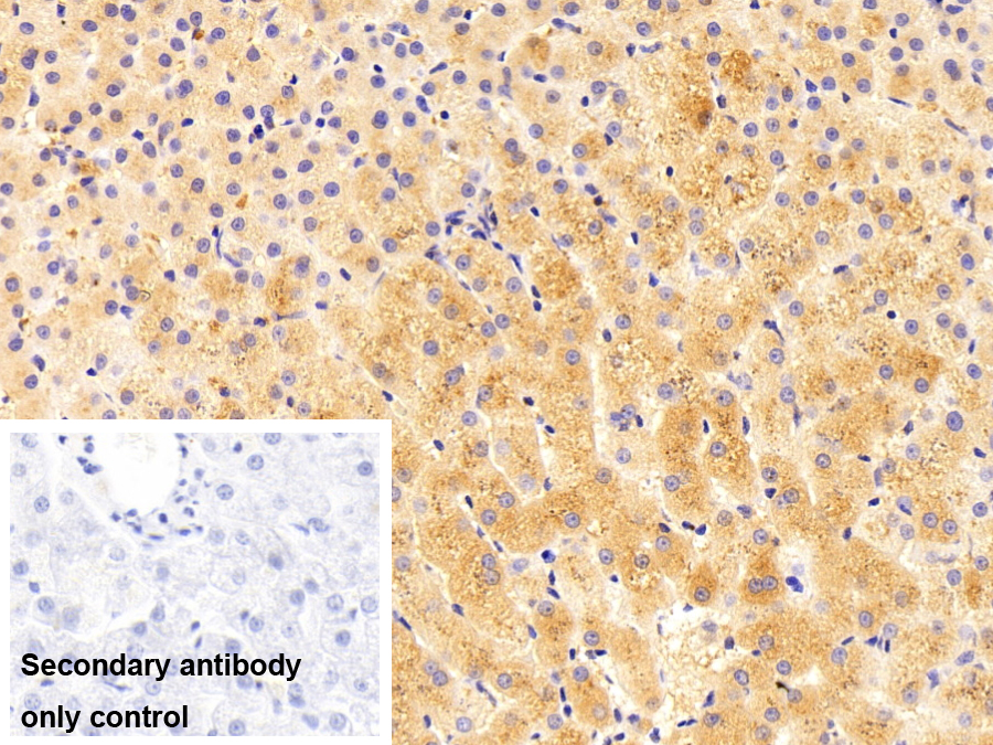 Polyclonal Antibody to Transferrin (TF)