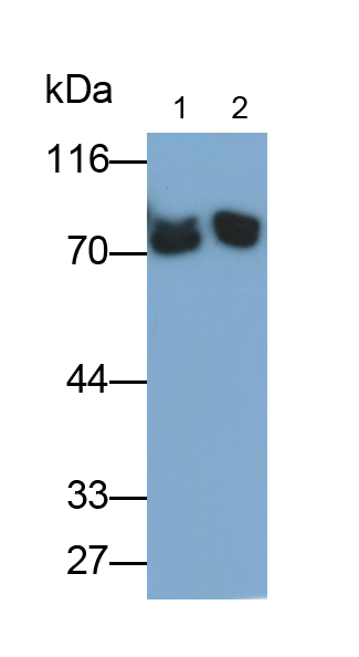 Polyclonal Antibody to Transferrin (TF)
