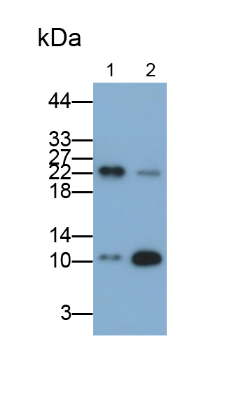 Polyclonal Antibody to S100 Calcium Binding Protein A10 (S100A10)