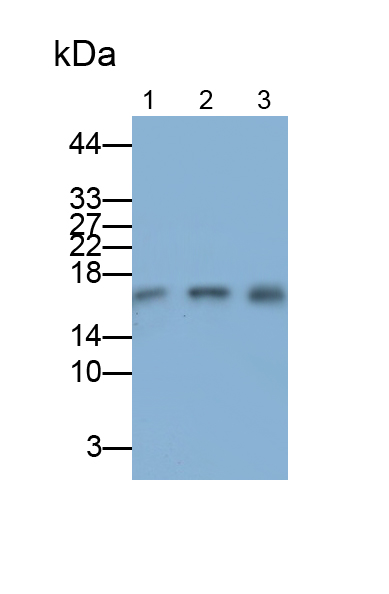 Polyclonal Antibody to High Mobility Group AT Hook Protein 2 (HMGA2)