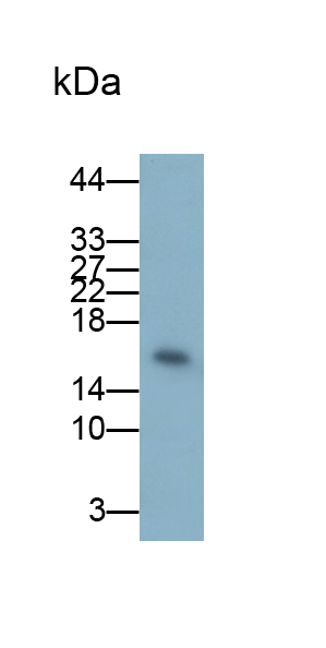 Polyclonal Antibody to High Mobility Group AT Hook Protein 2 (HMGA2)