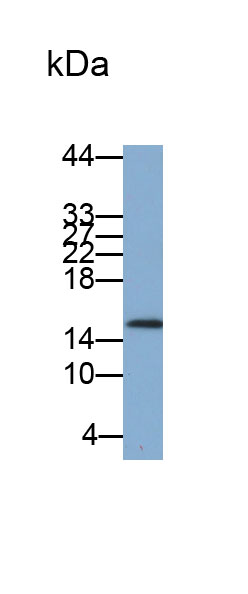 Polyclonal Antibody to VEGF Co Regulated Chemokine 1 (VCC1)