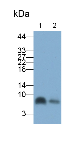 Polyclonal Antibody to Monocyte Chemotactic Protein 5 (MCP5)