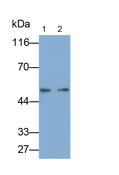 Polyclonal Antibody to Bone Morphogenetic Protein 5 (BMP5)