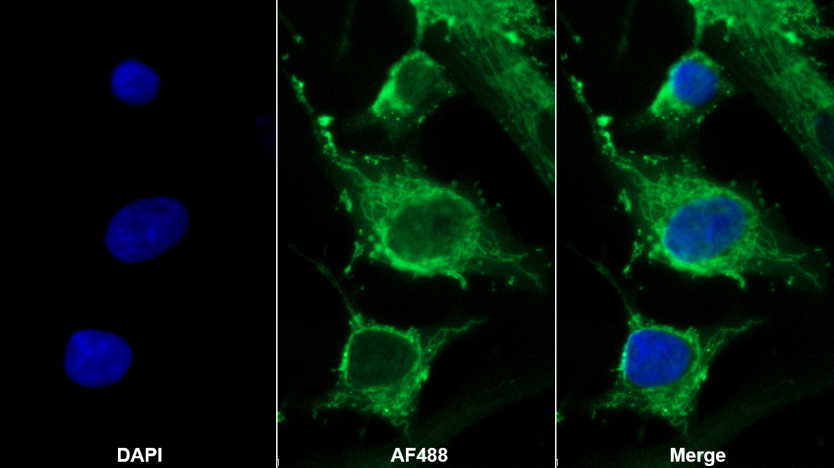 Polyclonal Antibody to Growth Differentiation Factor 6 (GDF6)