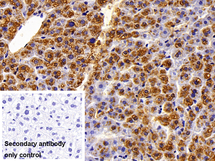 Polyclonal Antibody to Protein Phosphatase 1, Regulatory Subunit 15A (PPP1R15A)