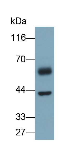 Polyclonal Antibody to Occludin (OCLN)