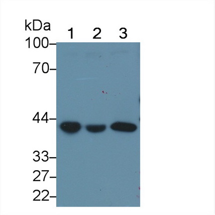 Polyclonal Antibody to G Protein Alpha Z (GNaZ)