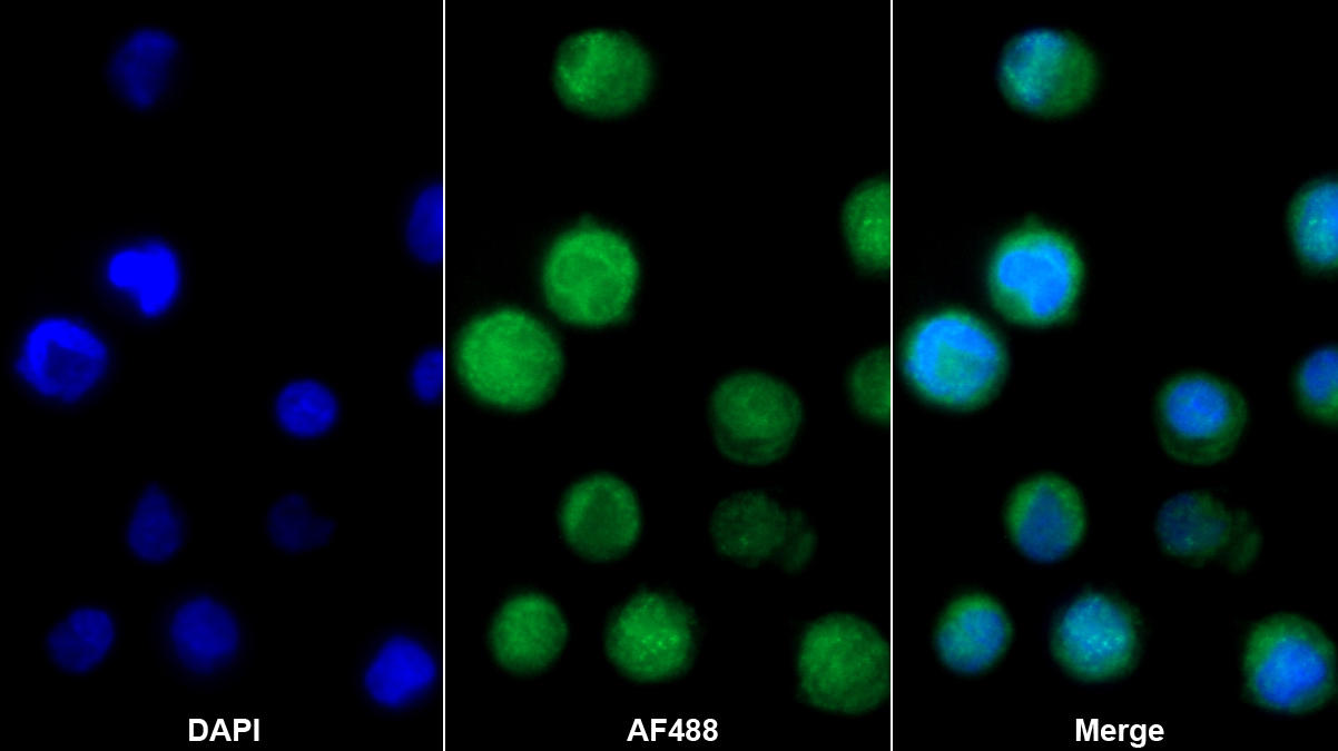 Polyclonal Antibody to C-Raf Proto Oncogene Serine/Threonine Protein Kinase (Raf-1)