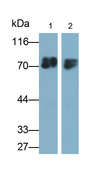 Polyclonal Antibody to Cortactin (CTTN)