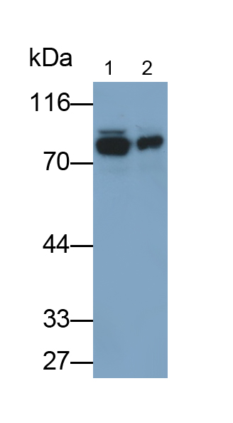 Polyclonal Antibody to Zyxin (ZYX)