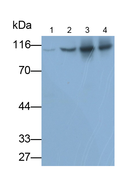 Polyclonal Antibody to Nucleolin (NCL)
