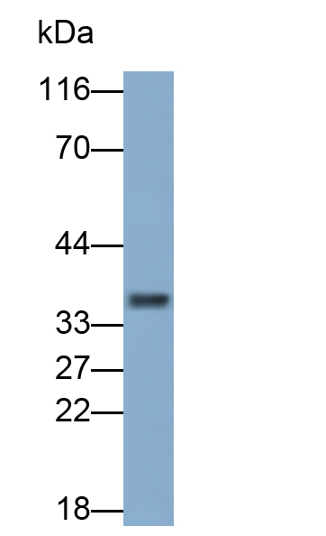 Polyclonal Antibody to 11-Beta-Hydroxysteroid Dehydrogenase Type 1 (HSD11b1)