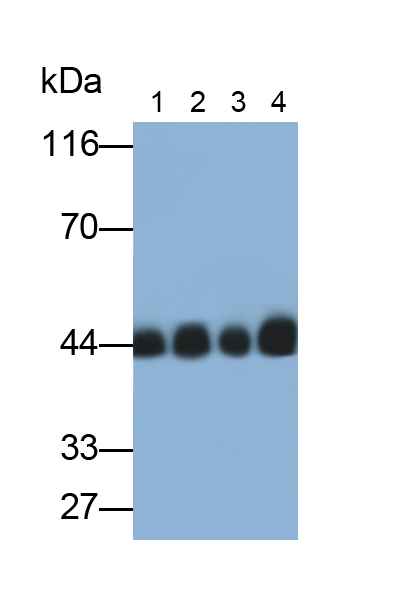 Polyclonal Antibody to 2',3'-Cyclic Nucleotide 3'-Phosphodiesterase (CNP)