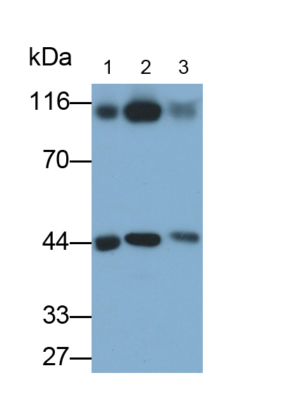 Polyclonal Antibody to 5-Hydroxytryptamine Receptor 1A (HTR1A)