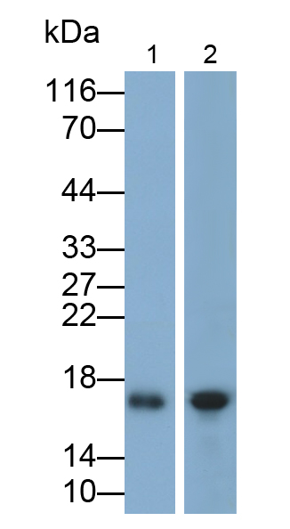 Polyclonal Antibody to Anterior Gradient 2 (AGR2)