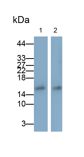Polyclonal Antibody to Allograft inflammatory factor 1 (AIF1)