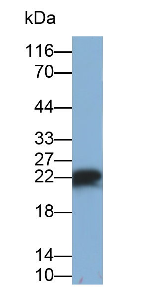 Polyclonal Antibody to Apolipoprotein M (APOM)