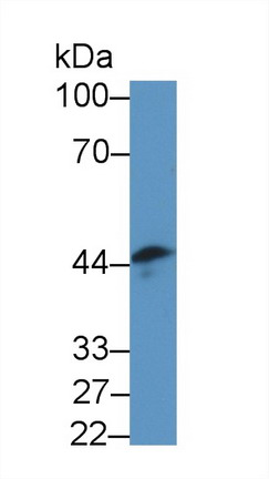 Polyclonal Antibody to Ancient Ubiquitous Protein 1 (AUP1)