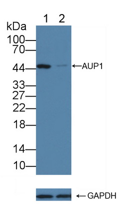 Polyclonal Antibody to Ancient Ubiquitous Protein 1 (AUP1)