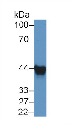 Polyclonal Antibody to Ancient Ubiquitous Protein 1 (AUP1)