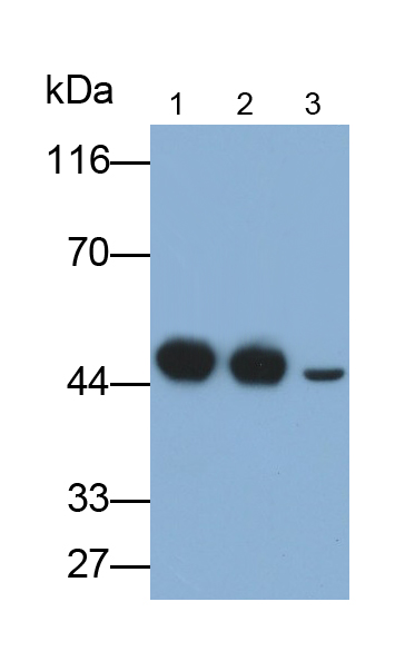 Polyclonal Antibody to Argininosuccinate Synthetase 1 (ASS1)