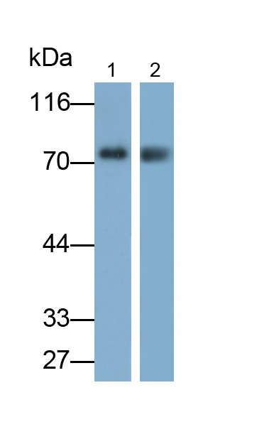 Polyclonal Antibody to Bcl2 Associated Athanogene 3 (BAG3)