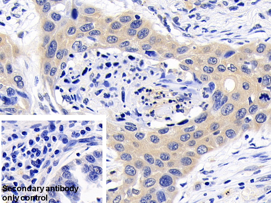 Polyclonal Antibody to Caspase 6 (CASP6)