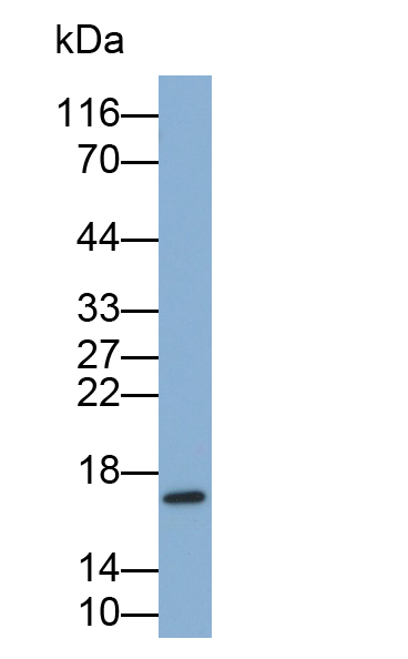 Polyclonal Antibody to Claudin 1 (CLDN1)