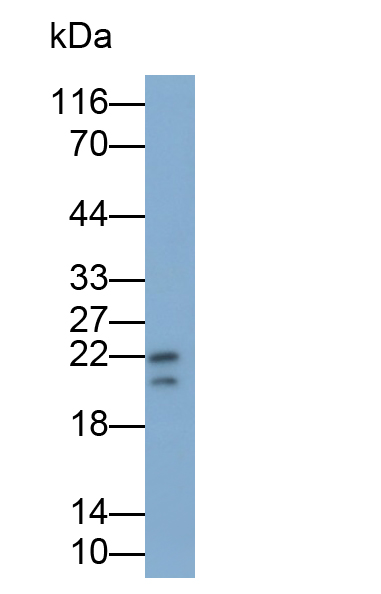 Polyclonal Antibody to Cardiotrophin Like Cytokine Factor 1 (CLCF1)