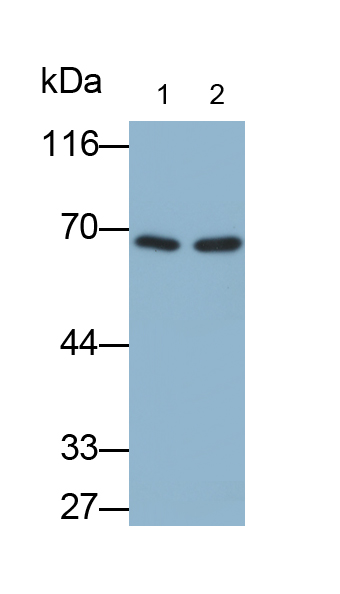 Polyclonal Antibody to Carnitine Acetyltransferase (CRAT)