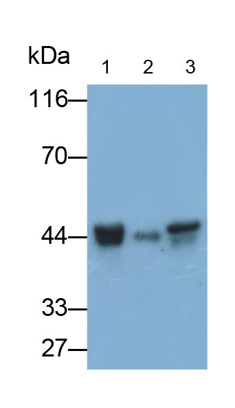 Polyclonal Antibody to C-Terminal Binding Protein 1 (CTBP1)