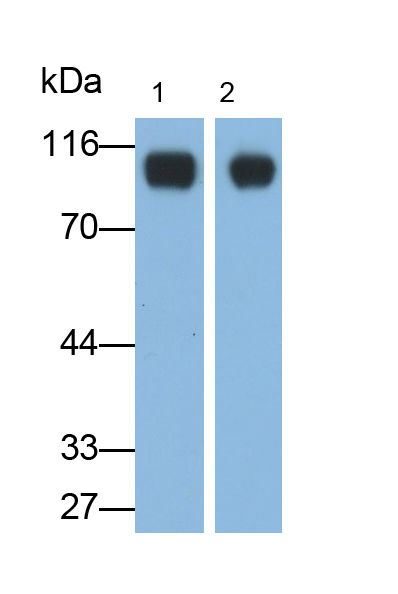 Polyclonal Antibody to Calpastatin (CAST)