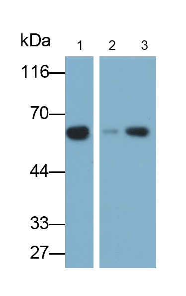 Polyclonal Antibody to Catalase (CAT)