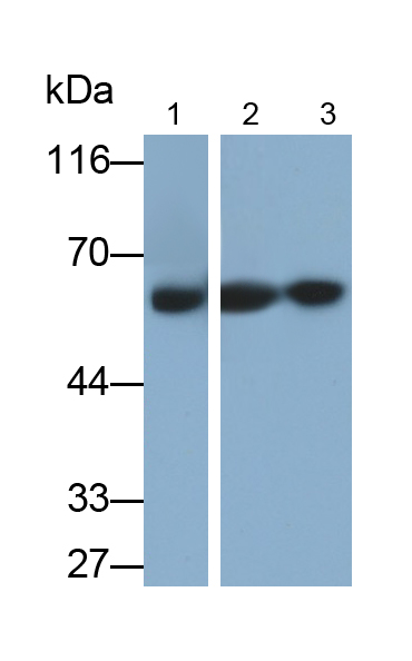 Polyclonal Antibody to Catalase (CAT)