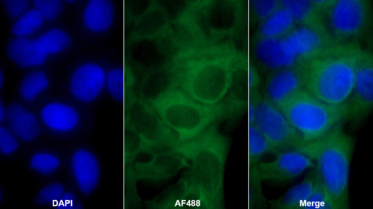 Polyclonal Antibody to Dystrophin Associated Glycoprotein 1 (DAG1)