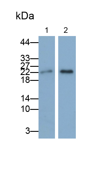 Polyclonal Antibody to Endothelial Cell Specific Molecule 1 (ESM1)