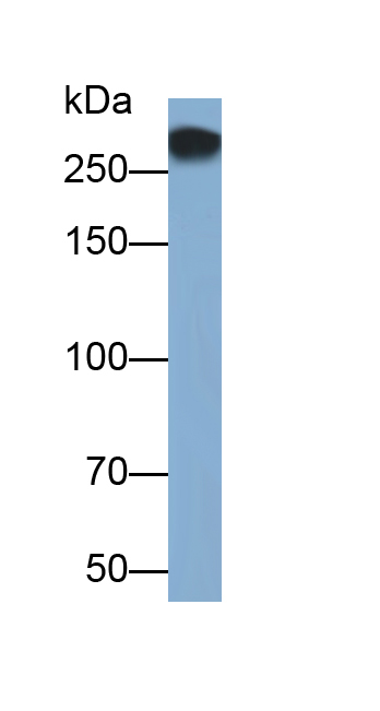 Polyclonal Antibody to Fatty Acid Synthase (FASN)