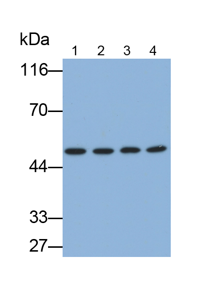 Polyclonal Antibody to Fibrinogen Gamma (FGg)