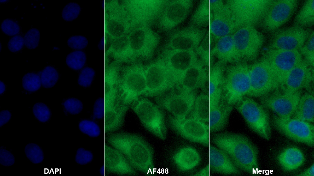 Polyclonal Antibody to Furin (FUR)