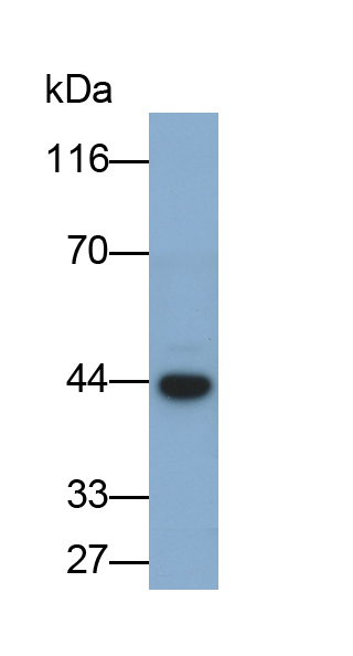 Polyclonal Antibody to Gap Junction Protein Beta 1 (GJb1)