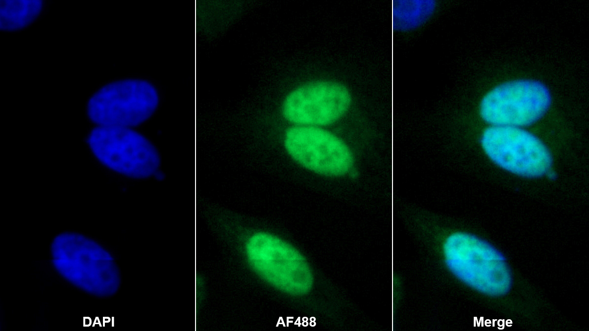 Polyclonal Antibody to Geminin (GMNN)